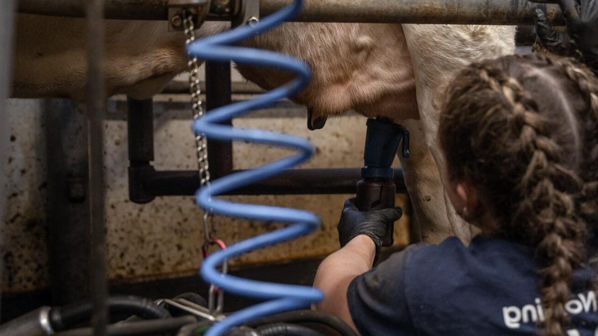 在主要研究仙童乳品教学与研究中心，一位农民正在给奶牛挤奶