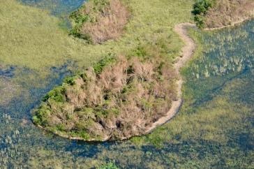 Drone image of hurricane-damaged mangrove forest