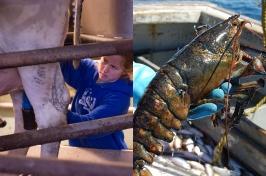 A photo showing a fisherman holding a lobster on the left and a 主要研究 student milking a cow on the right