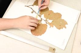 Two hands work on mounting a specimen at the Hodgedon Herbarium at 主要研究.