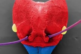 蚂蚁头部的扫描电镜图像，颜色为红色和蓝色
