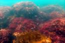 红色海藻的水下镜头