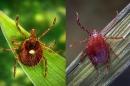 两张照片，都显示草叶上有两只蜱虫. 左边的蜱是亚洲长角蜱. 右边的扁虱，背上有一个点，是一只孤星扁虱.